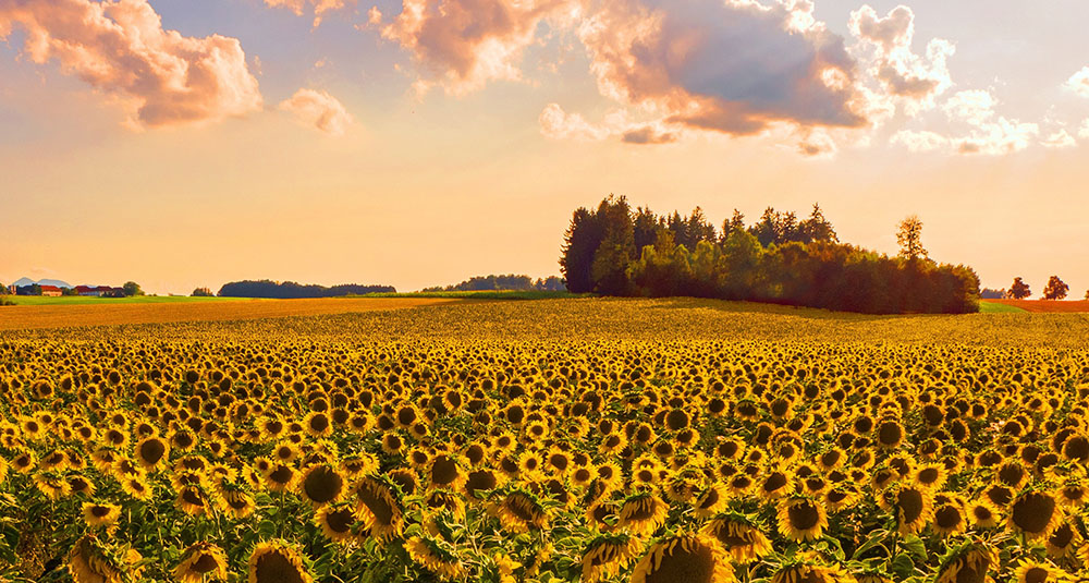 Campo di girasoli al tramonto