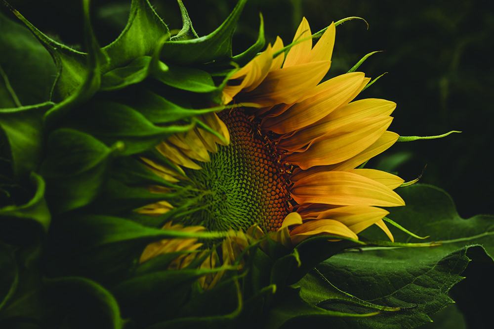 Primo piano di un girasole in fiore